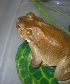 Bufo Alvarius Toad Venom