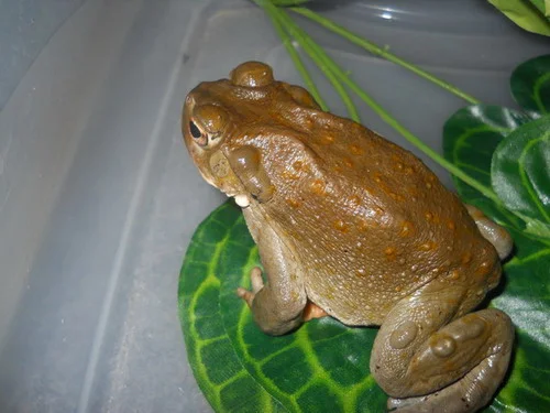 BUY-BUFO-BUFO-VENOM-ONLINE