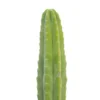 San Pedro Cactus Cuttings – Trichocereus Pachanoi Echinopsis Top Cuttings