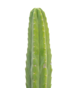 San Pedro Cactus Cuttings – Trichocereus Pachanoi Echinopsis Top Cuttings