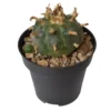 Peyote Cactus (5-7 cm) – The Sacred Cactus of Indigenous Traditions