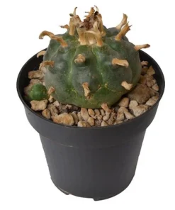 Peyote Cactus (5-7 cm) – The Sacred Cactus of Indigenous Traditions