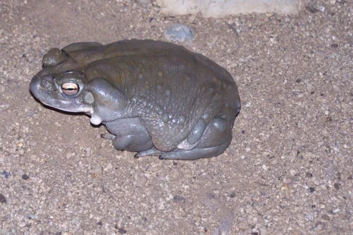 buy-bufo-alvarius-toad-venom-online