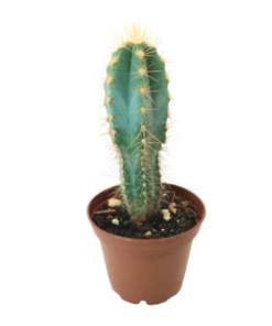 Peruvian Torch Cactus Cutting