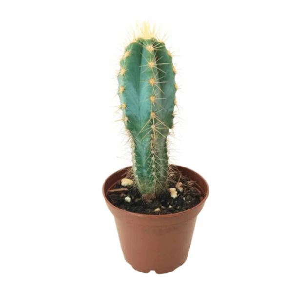 Peruvian Torch Cactus Cutting Peruvian Torch Cactus Cutting