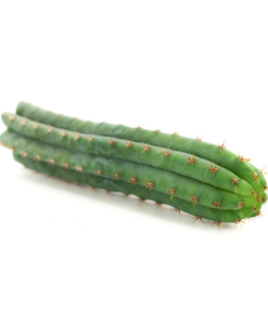 Peruvian Torch Cactus Cutting
