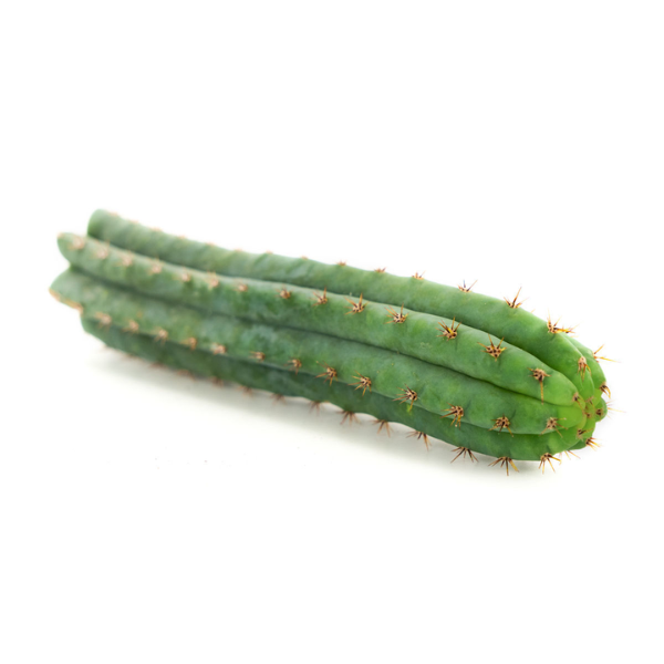 Peruvian Torch Cactus Cutting Peruvian Torch Cactus Cutting